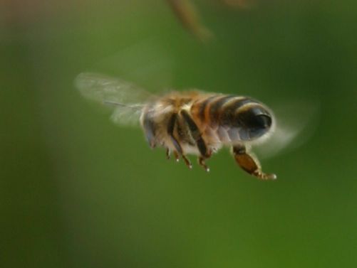 A Honey Bee in flight